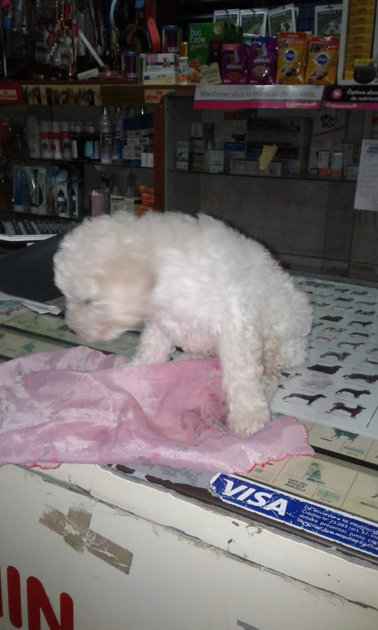 Mascota atendida en Veterinaria San Roque