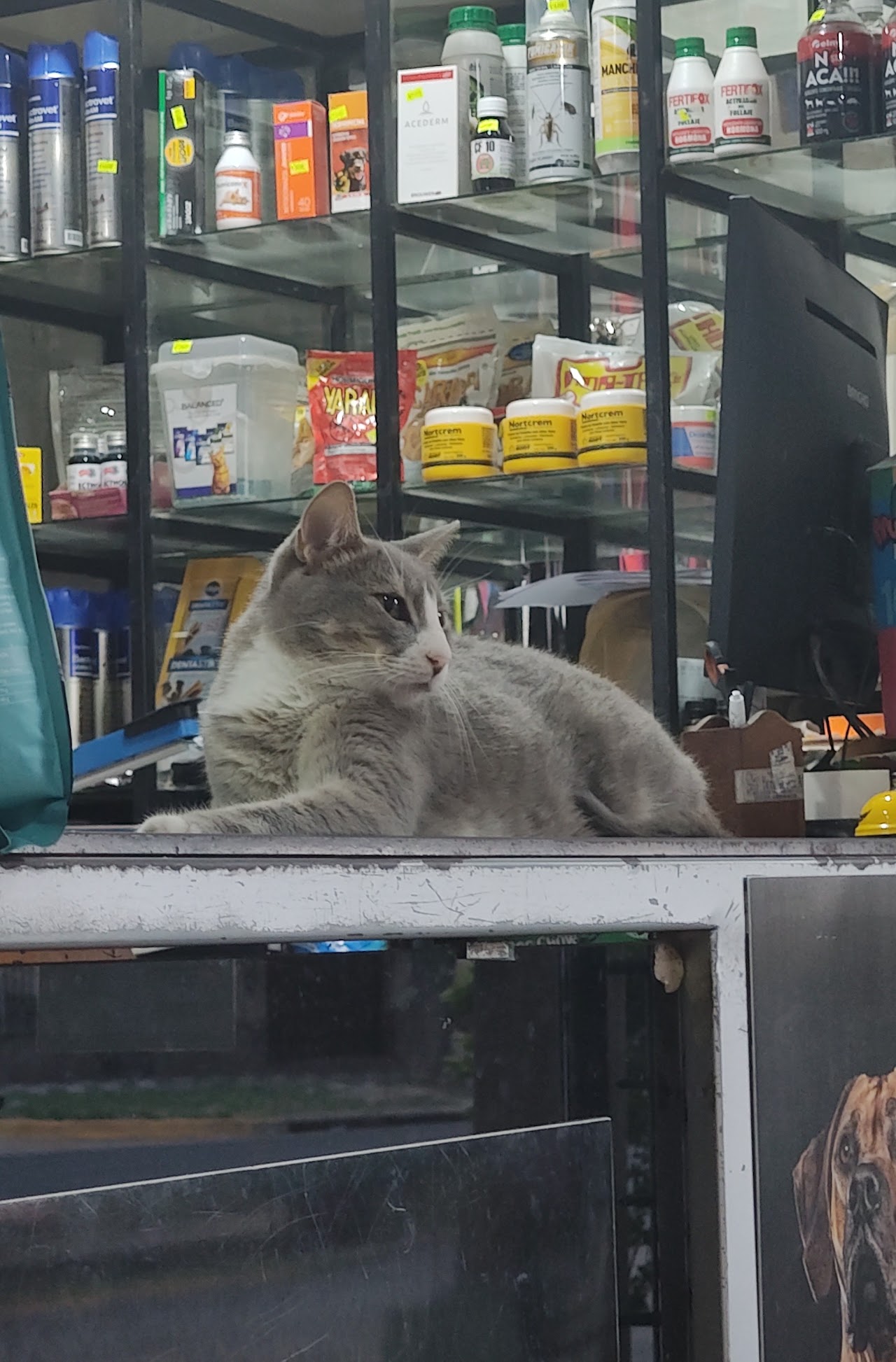 Mascota en Veterinaria San Roque